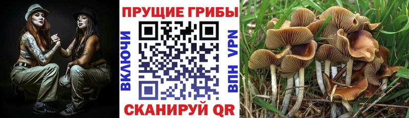 купить закладку гидра онион Псилоцибиновые грибы MAGIC MUSHROOMS Одинцово